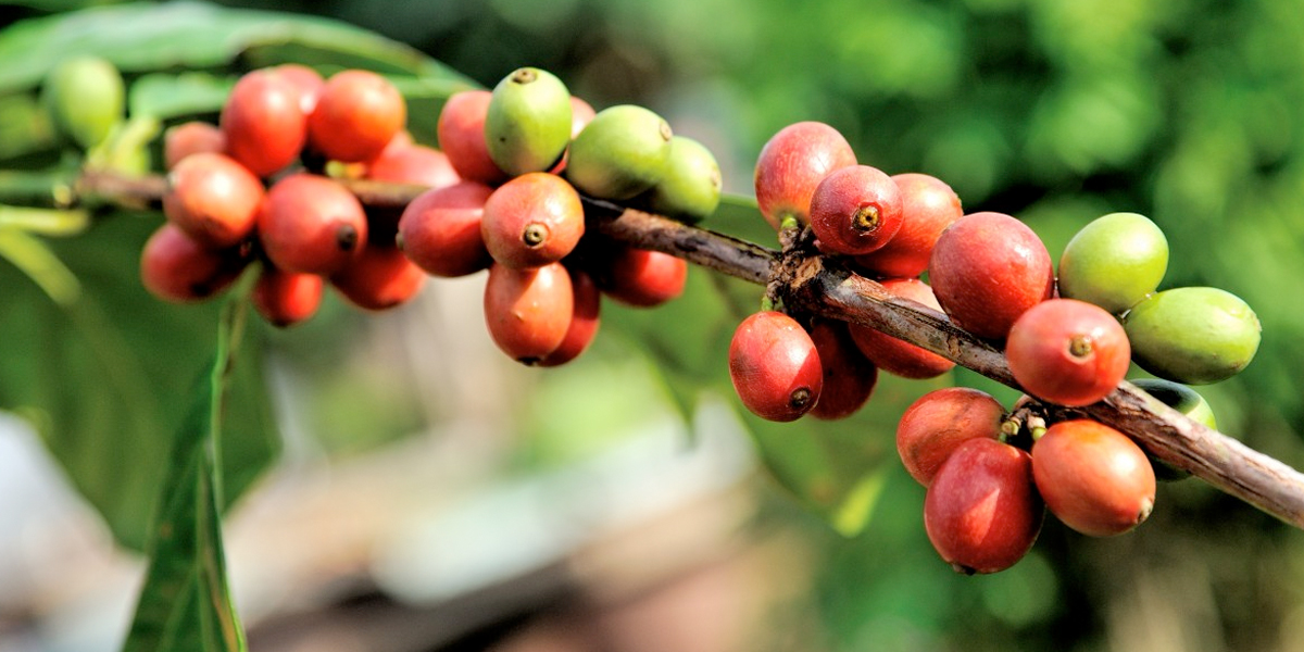 Cae Producci N De Caf Pero Aumenta Su Exportaci N Noticentro Cm