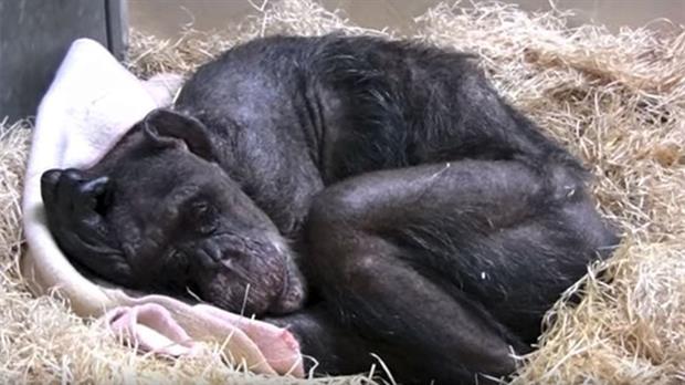 chimpancé