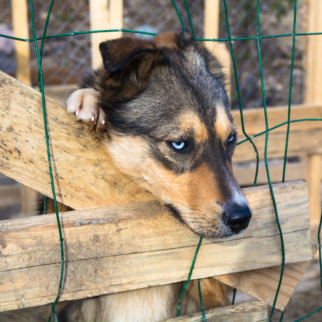 Estos son los diferentes tipos de maltrato animal