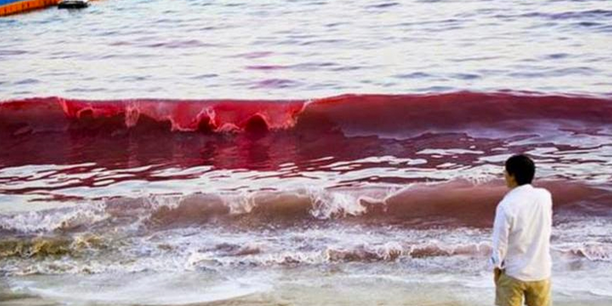 Tóxica marea roja invade playas de Florida - Noticentro 1 CM&