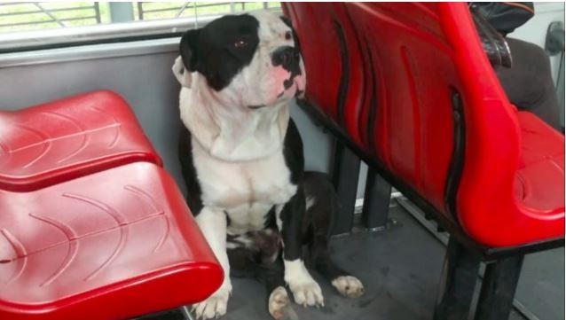 Pitbull que fue amarrado y abandonado en TransMilenio ya fue adoptado