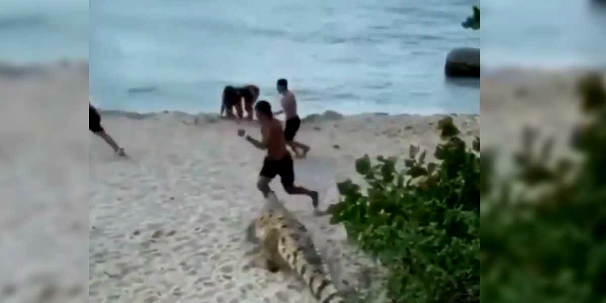 Enorme caimán sorprende a turistas en el Parque Tayrona - Canal 1