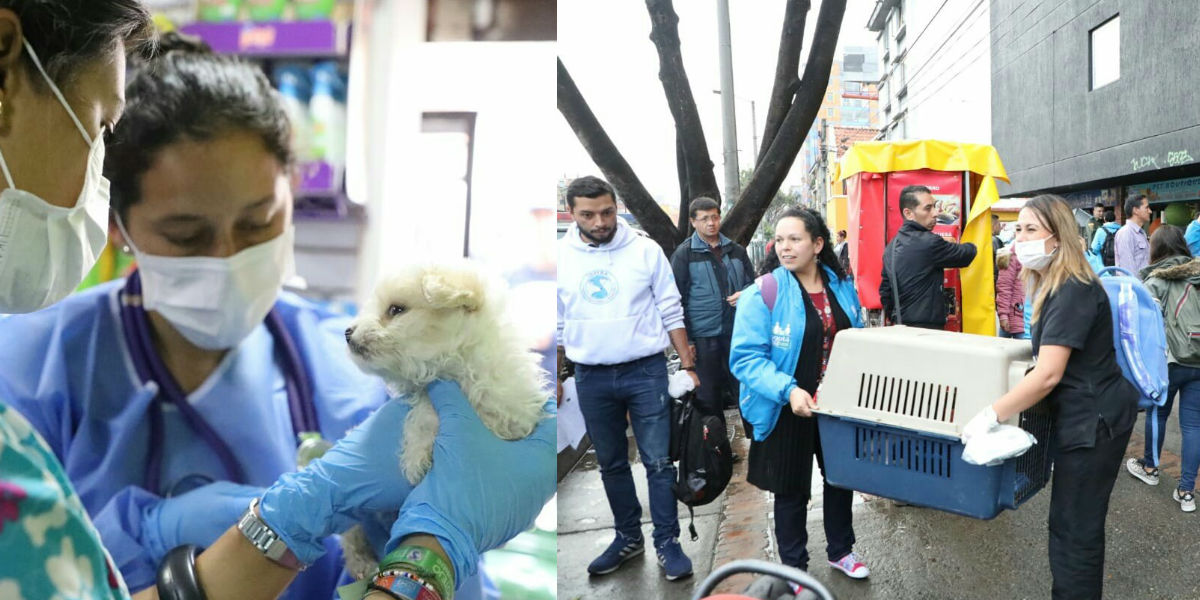 En operativo contra locales que venden mascotas en la Caracas se rescataron 27 animales