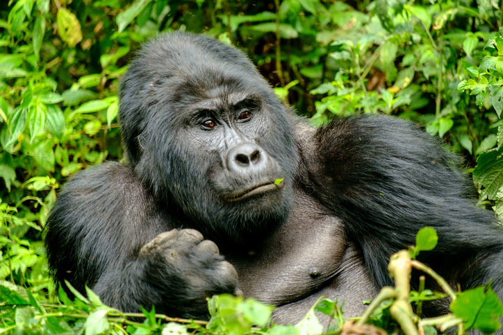 Gorilas salvajes posaron para ‘selfie’ con el guardabosques que los cuida