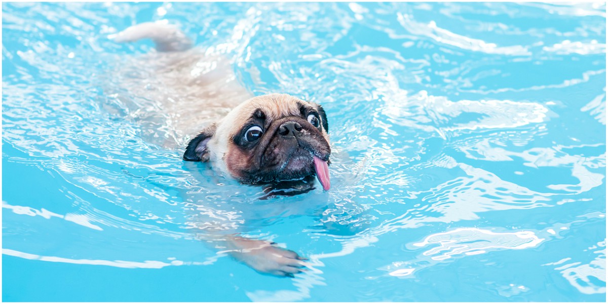 mujer grabo perro nadando y termino ahogado