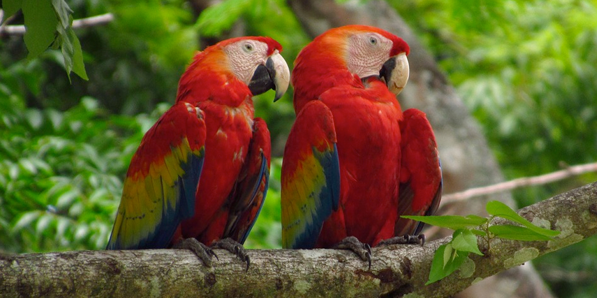 Autoridades Ambientales Protegen Especies De Fauna Y Flora En