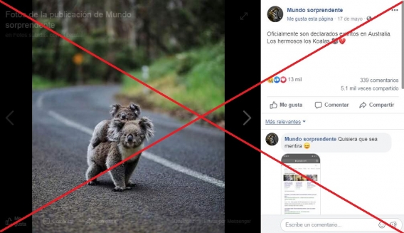 koala extinto fake news 1