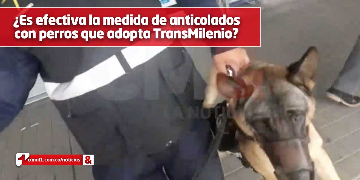 26 perros de vigilancia en TransMilenio fueron valorados por Distrito