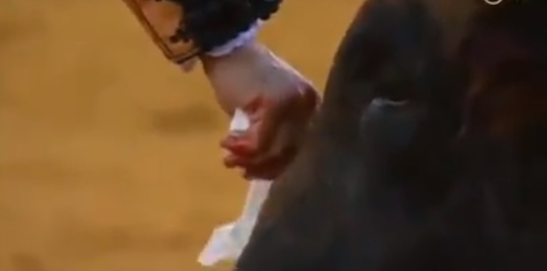 (Video) Torero secó lágrimas del toro antes de matarlo, pero ¿por qué lo hizo?