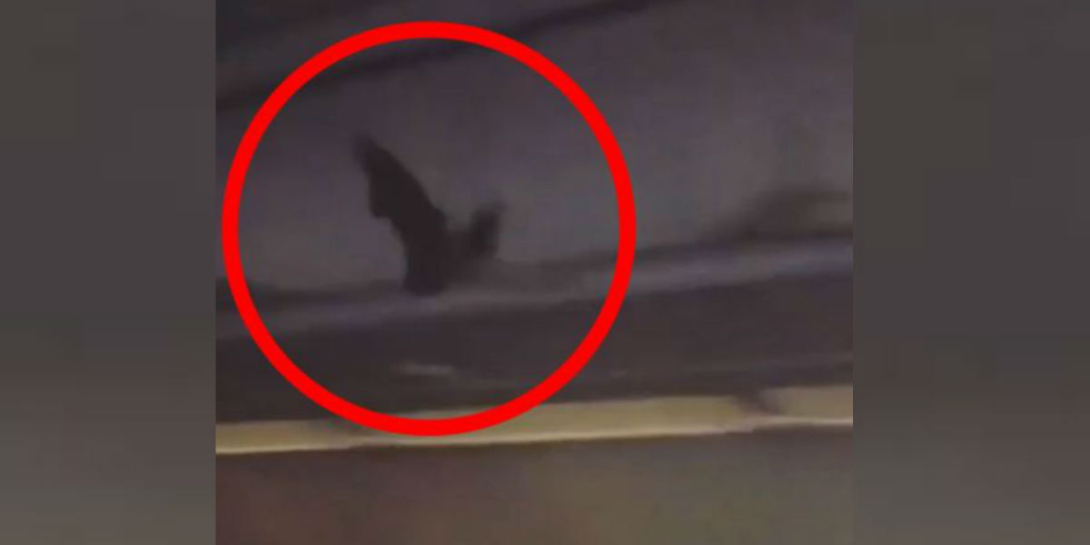 Un murciélago generó terror a pasajeros de un avión a mitad del vuelo