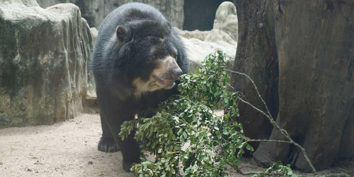 Zoológicos en Colombia no podrían continuar cuidando cerca 20.000 animales por falta de ingresos