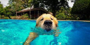 Patas al agua: crean un día de piscina para perros