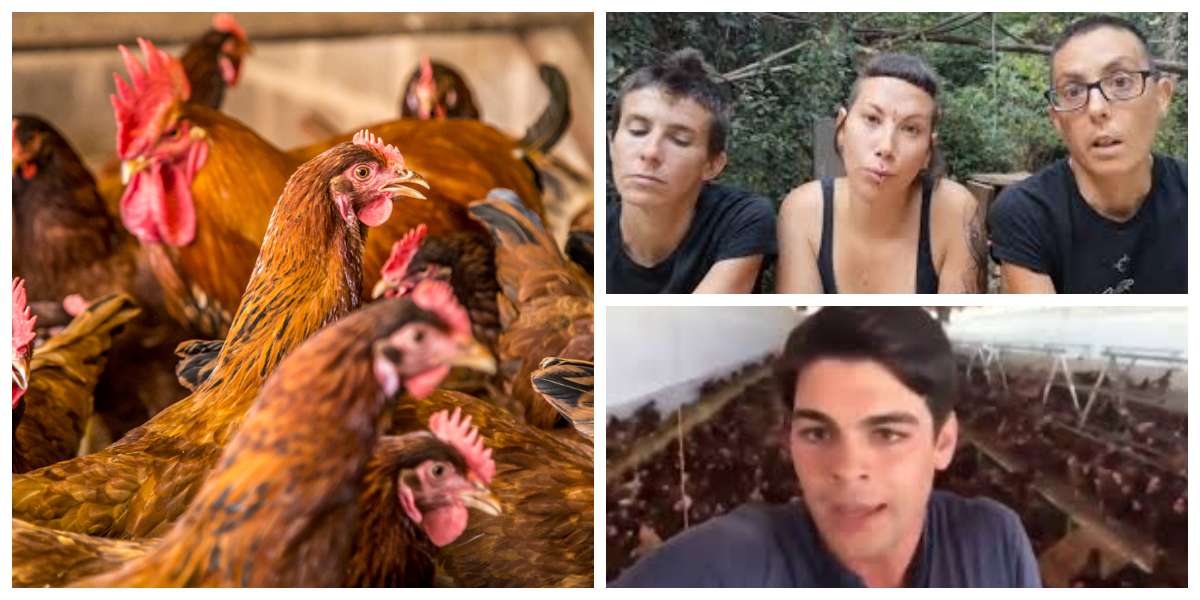 Avicultor les responde a veganas que invitaban a no comer huevo porque las gallinas son violadas