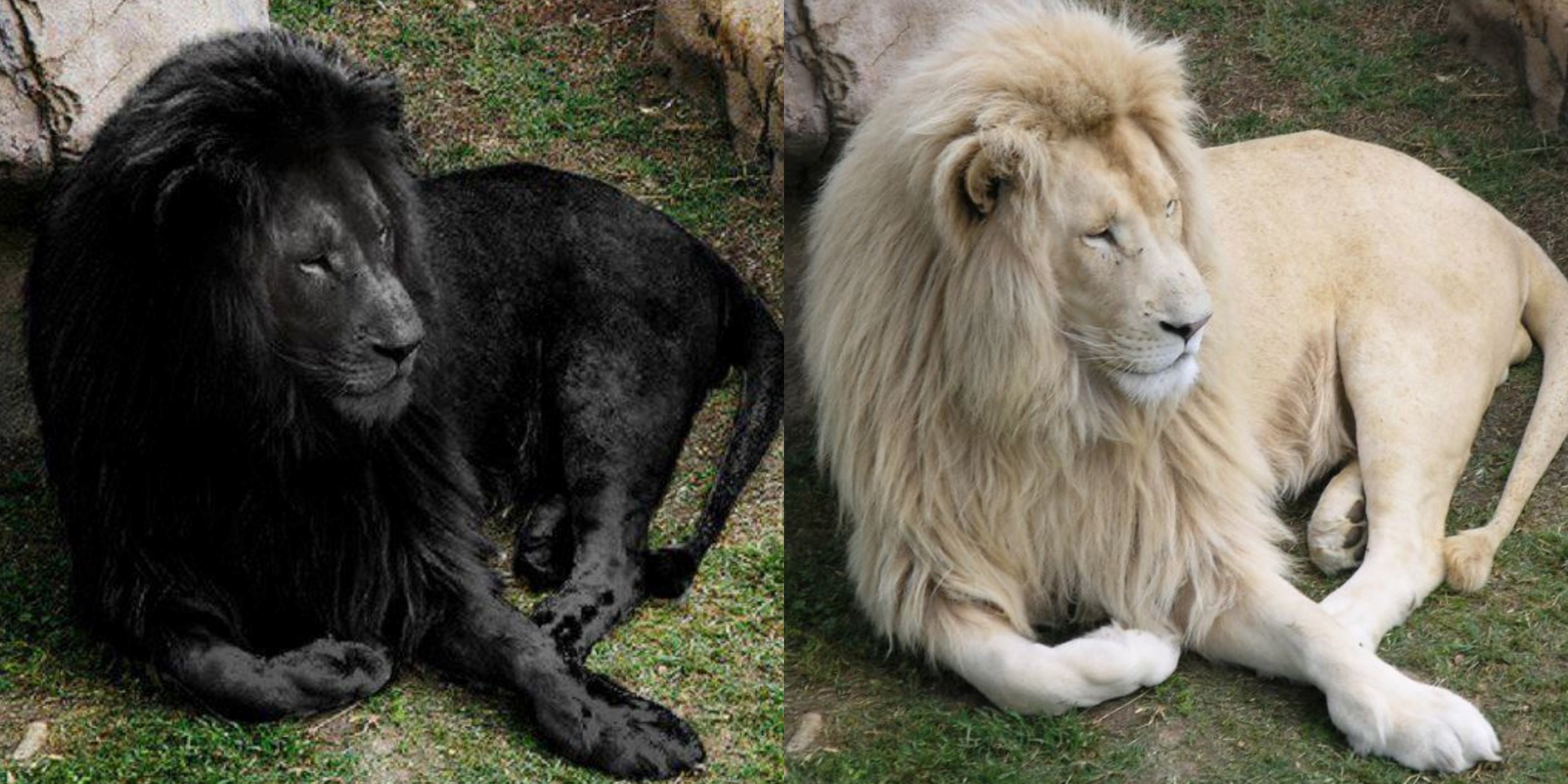 Черный лев 8. Лев меланист и Лев альбинос. Черный Лев. Лев черный белый. Белый Лев.