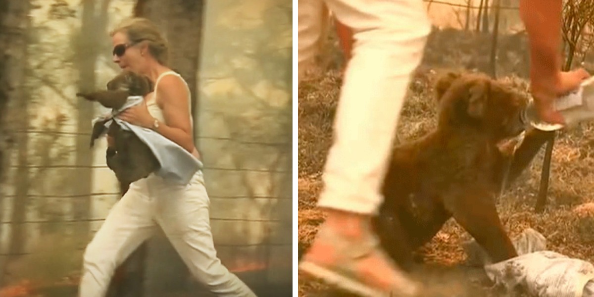 Video: mujer arriesgó su vida para salvar a koala en un incendio