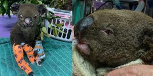 Muere koala que se volvió viral tras ser rescatado de incendio en Australia