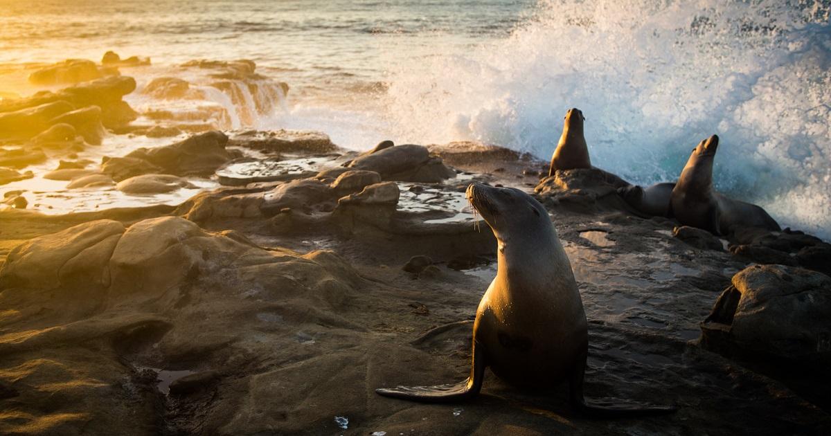 Foto de foca que parece cara de ser humano se vuelve viral y se convierte en memes
