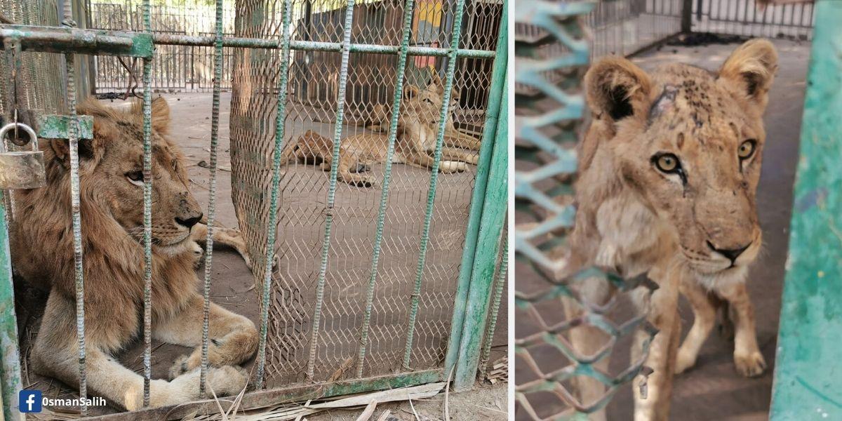 Indignante! Fotos de leones maltratados en zoológico horrorizan al mundo -  Canal 1
