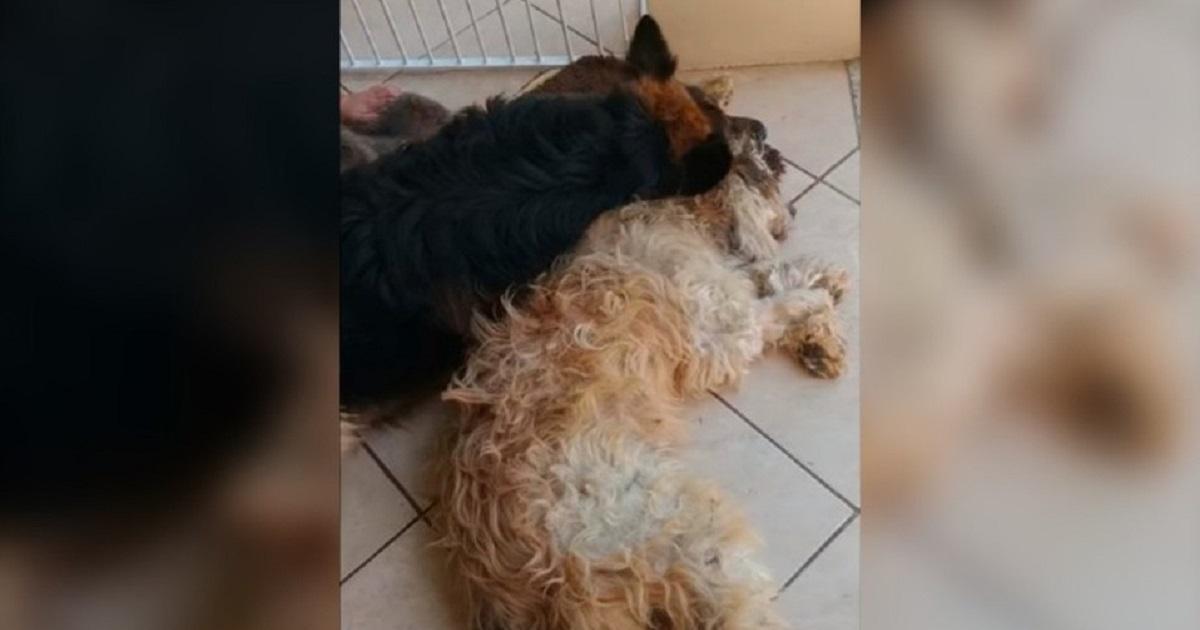 [Video] Perro llora descontroladamente al pensar que su amigo está muerto, pero solo estaba anestesiado