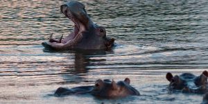 México no aceptará hipopótamos de Pablo Escobar: ¿Qué pasará con estos animales invasores?