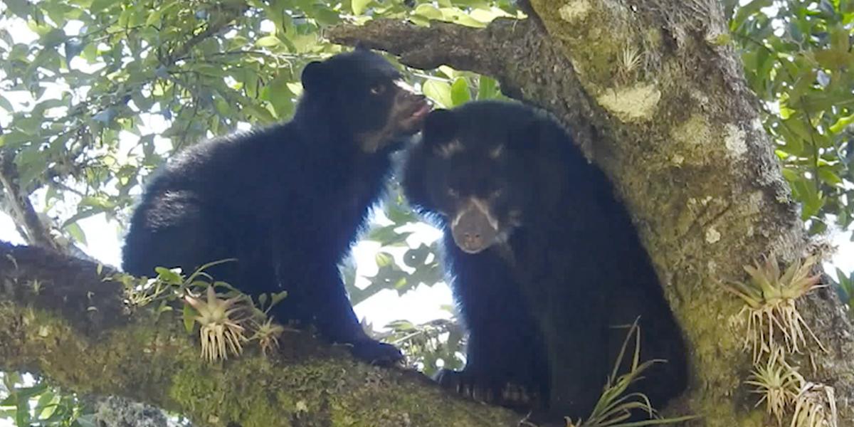 Tierno espectáculo: captan a una osa de anteojos lactando a su cría en ...