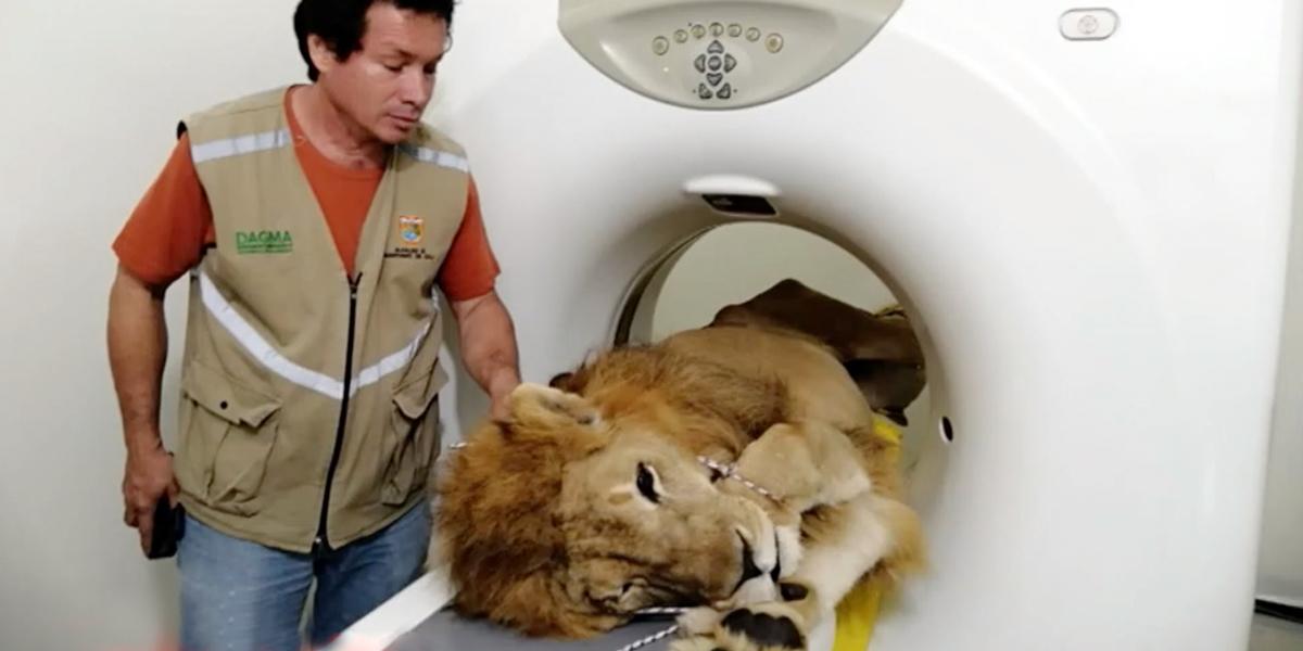 León Júpiter sigue en recuperación: ya come y camina solo