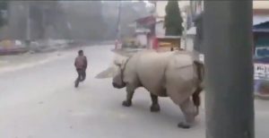 [Video] Rinoceronte generó pánico en las calles de un pueblo en Nepal