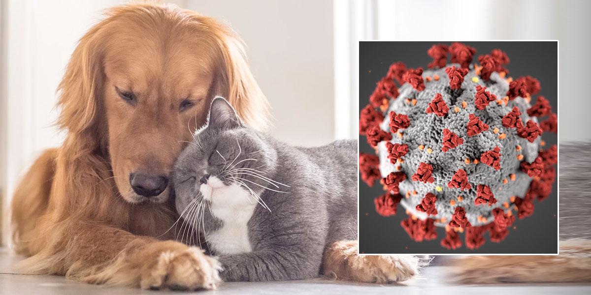 Estudio UN: ¿cuál es la relación del nuevo coronavirus y las mascotas?