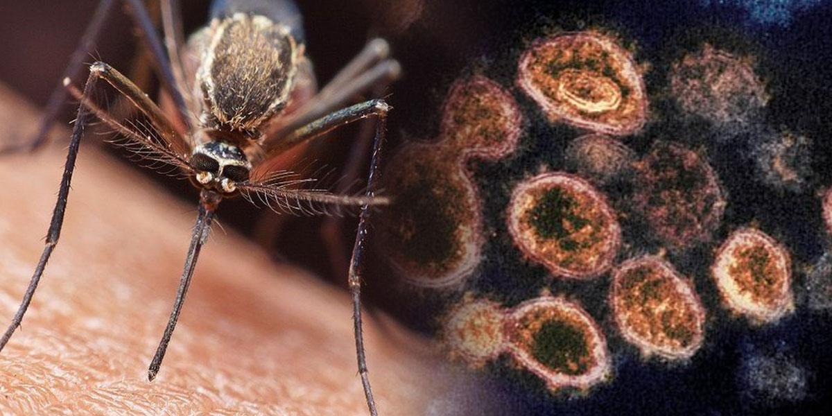 Prevención de la malaria en tiempos de coronavirus