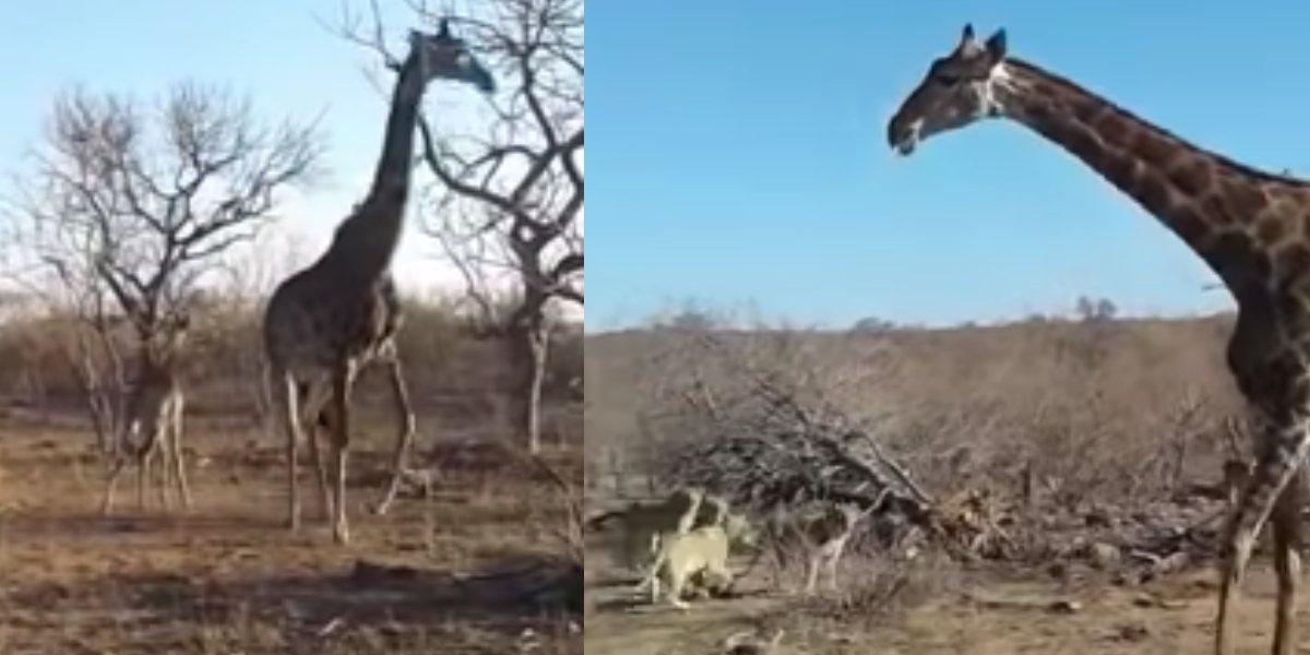 Video: Mamá jirafa defiende a su cría de cruel ataque de leonas - Canal 1