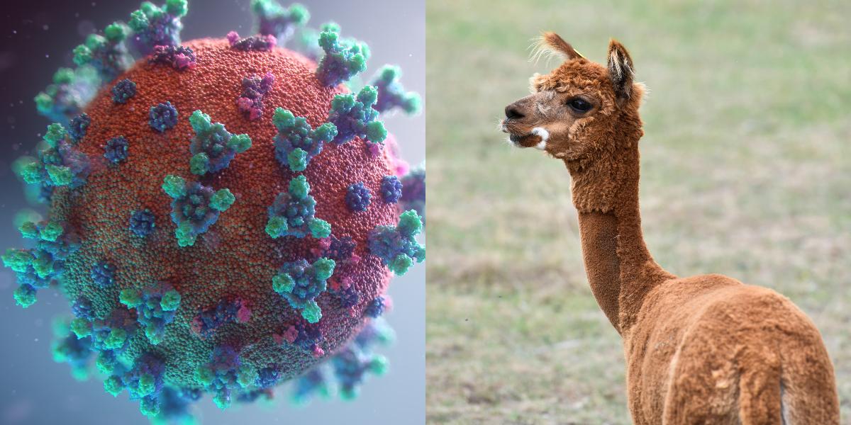 coronavirus alpacas