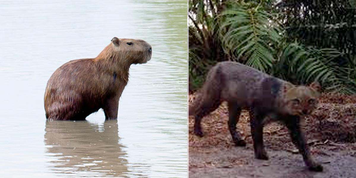 ¡De no creer! Reaparecen en Santander animales en vía de extinción