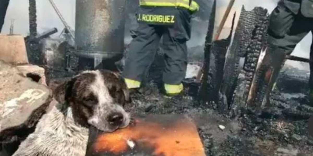 perrito llora por su casa quemada