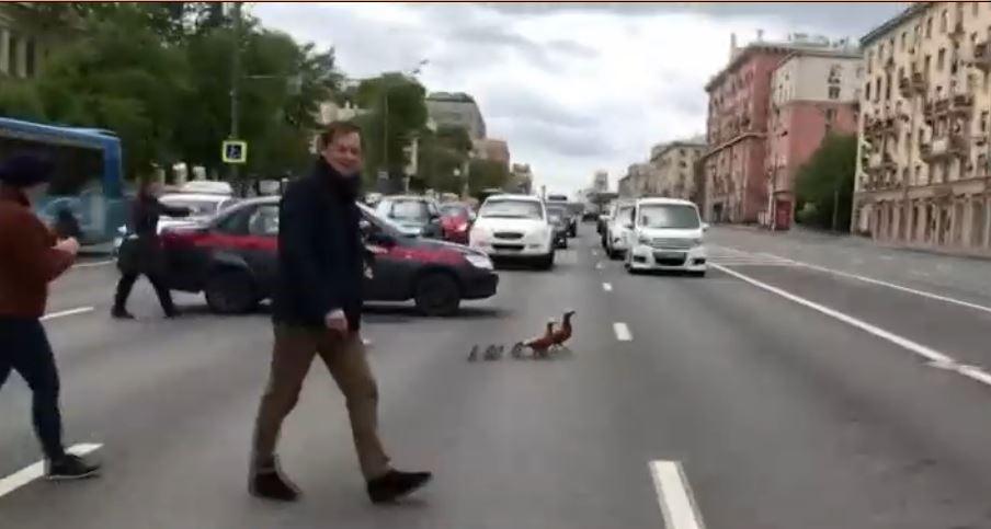 patos cruzando