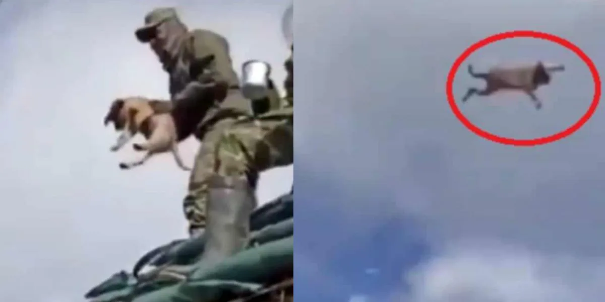 Ejército retira a cuatros soldados por asesinar a un perro en base de Nariño