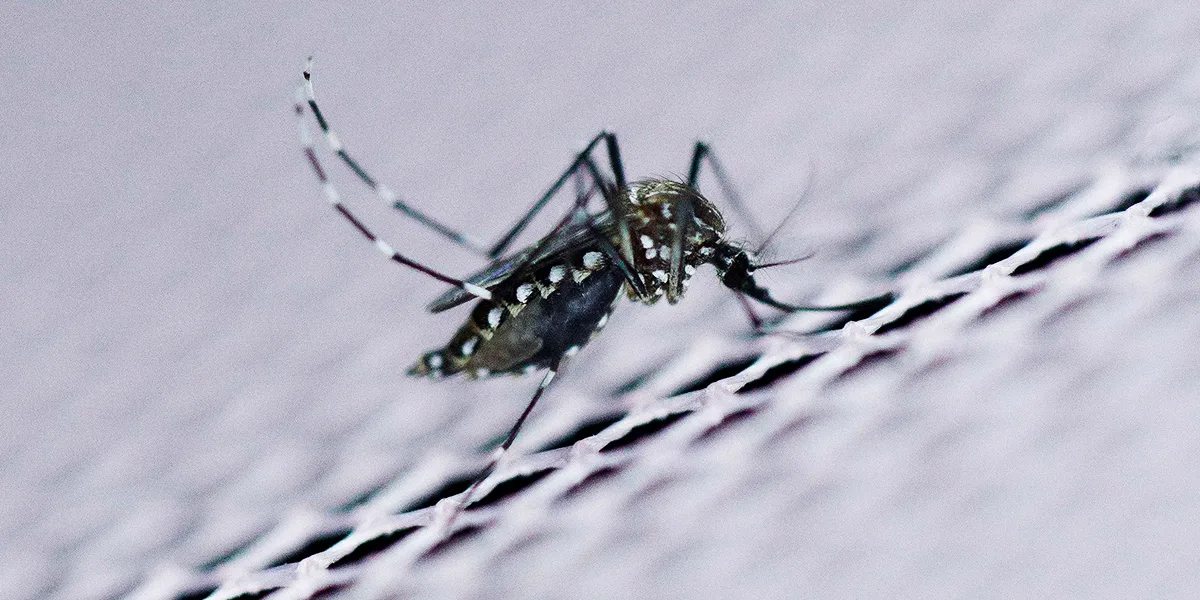 Nueva cepa de zika identificada en Brasil puede causar otra epidemia