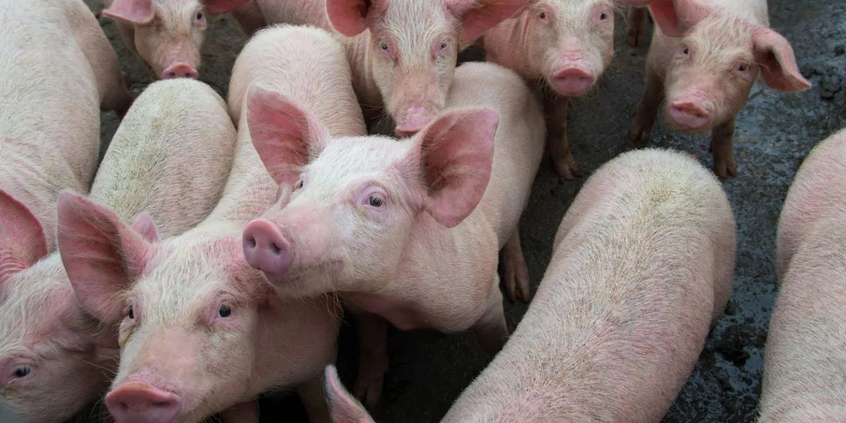 Encuentran en China un nuevo virus con &#8220;potencial de pandemia&#8221; que transmiten los cerdos