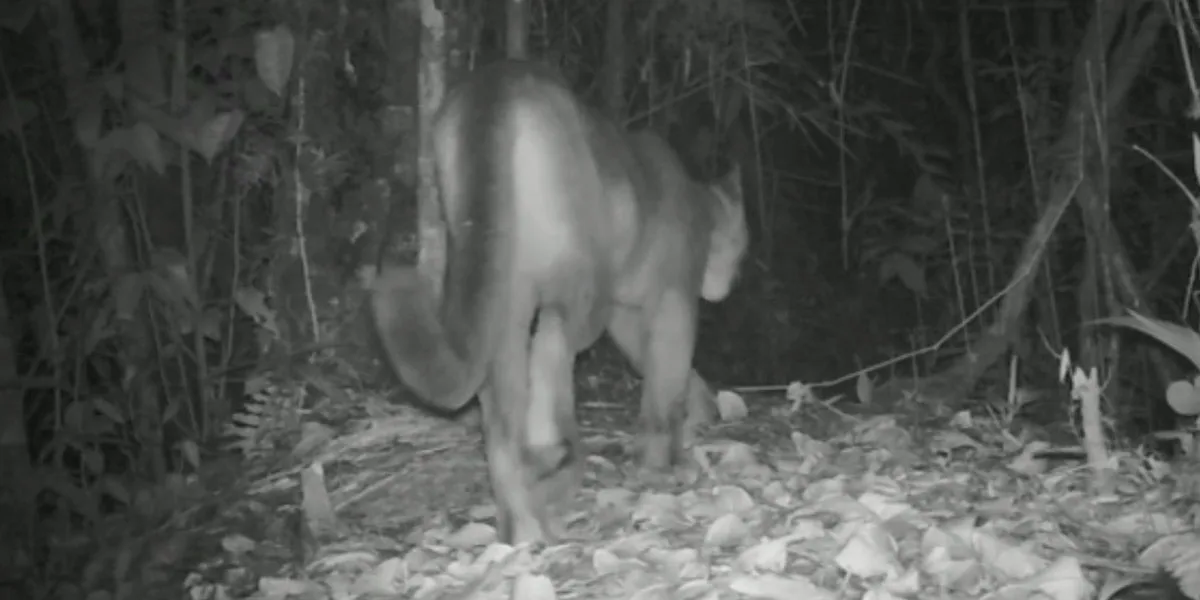 Avistan en Medellín un puma que solo habita en zonas boscosas de Centroamérica