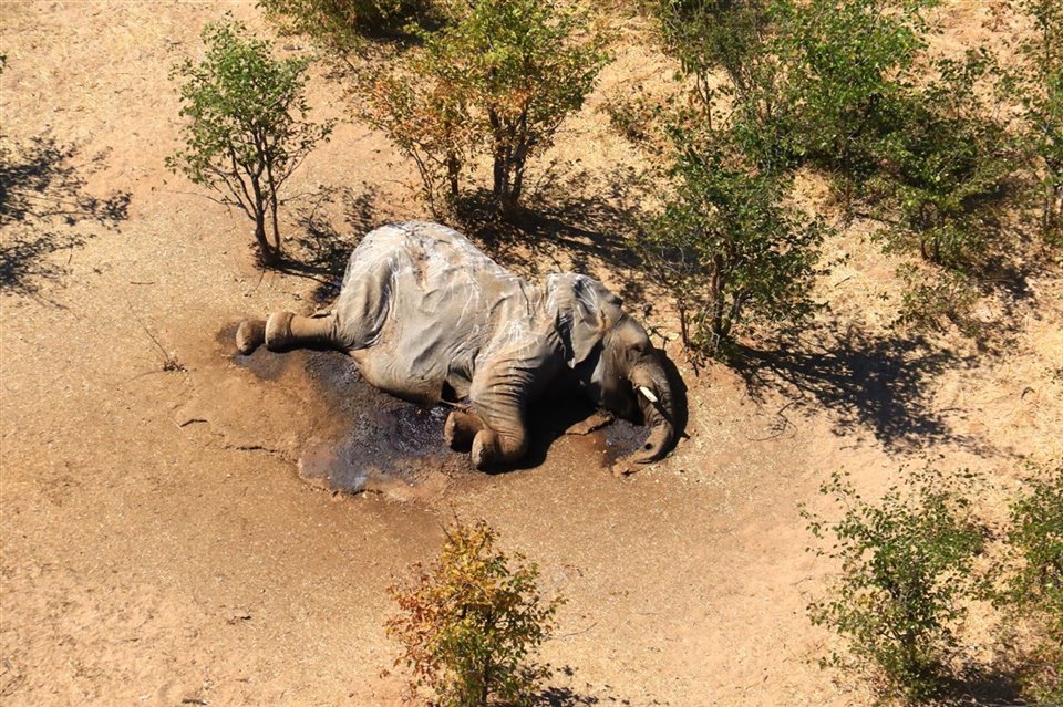 Elefantes muertos y no se sabe por qué
