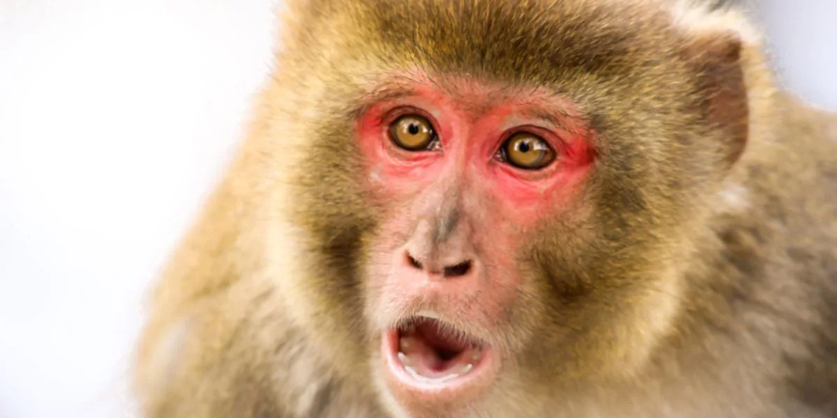 Monos infectados con COVID-19 tuvieron una reacción inesperada