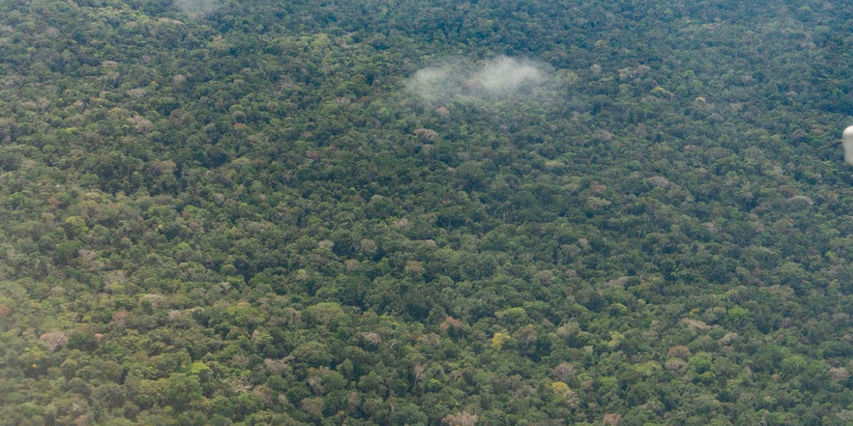 Más de 38 mil hectáreas de bosques se salvaron de la deforestación en 2019