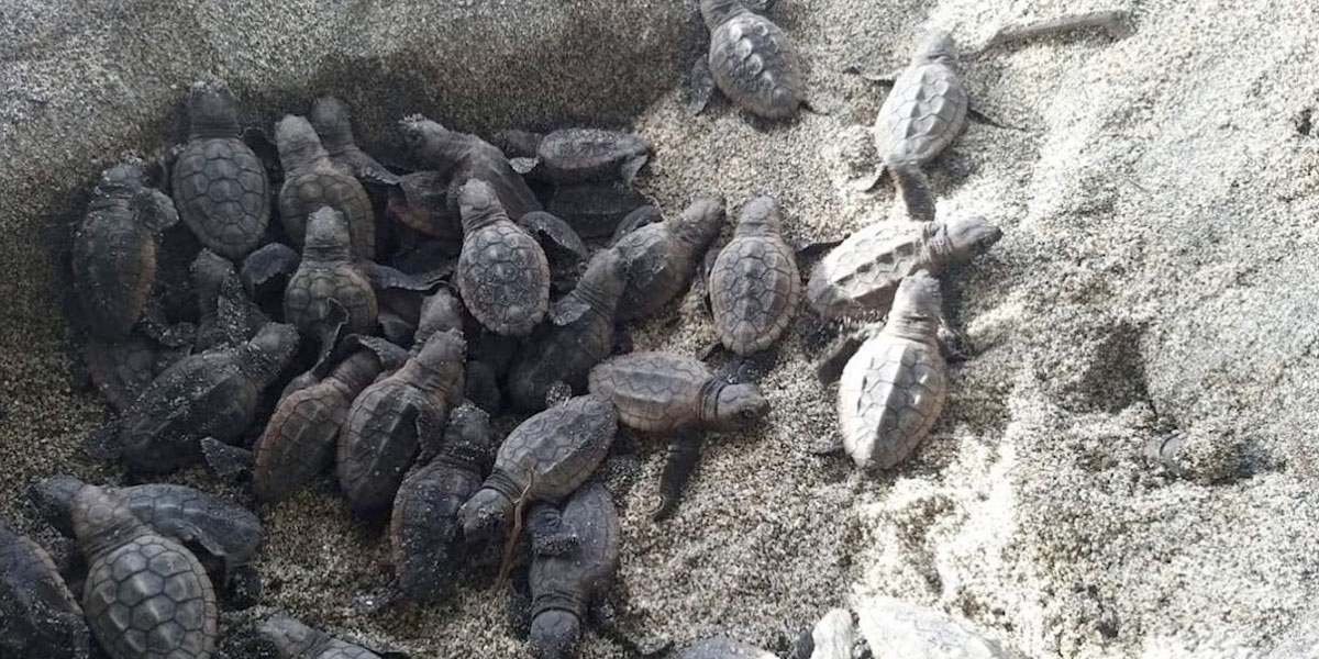 Nacen 105 tortugas Caretta Caretta en el parque nacional Tayrona ...