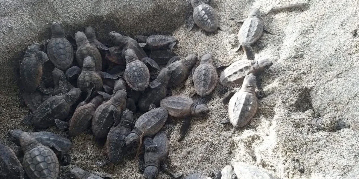 Nacen 105 tortugas Caretta Caretta en el parque nacional Tayrona
