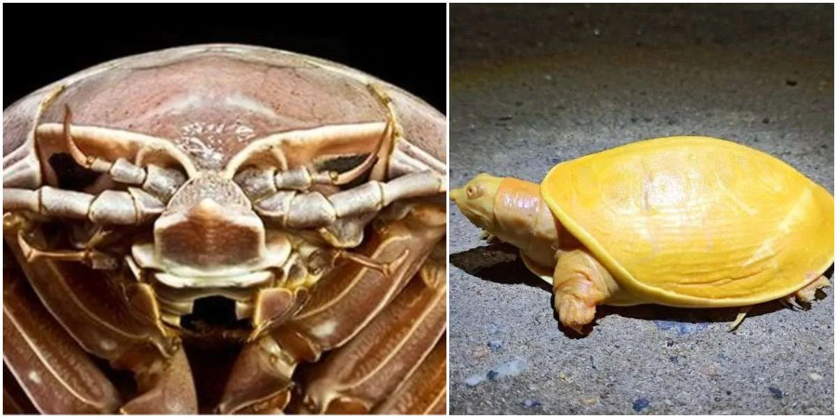 Una cucaracha gigante en el mar y una tortuga amarilla: dos descubrimientos que asombran a científicos