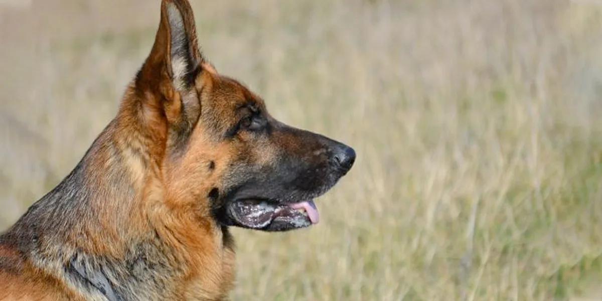 Muere Buddy, primer perro diagnosticado con COVID-19 en EE. UU.