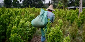 Colombia busca que EE.UU. apoye los esfuerzos en sustitución de cultivos ilícitos