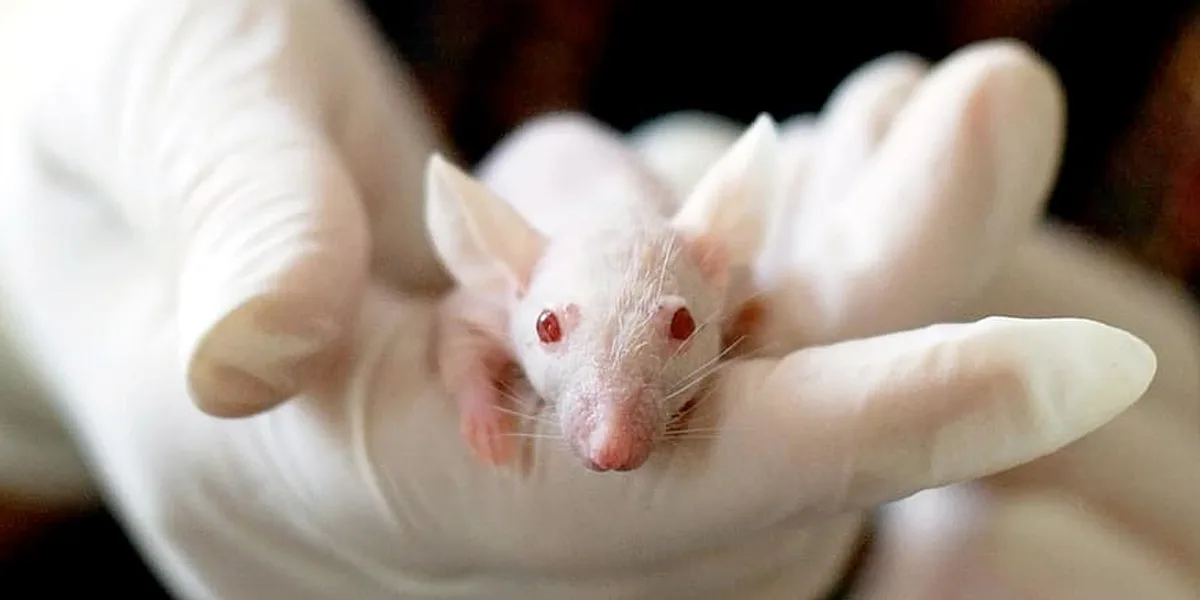 Colombia, primer país de América Latina que prohíbe pruebas de cosméticos en animales
