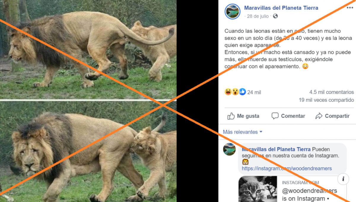 supuesta leona pidiendo sexo imagen viral