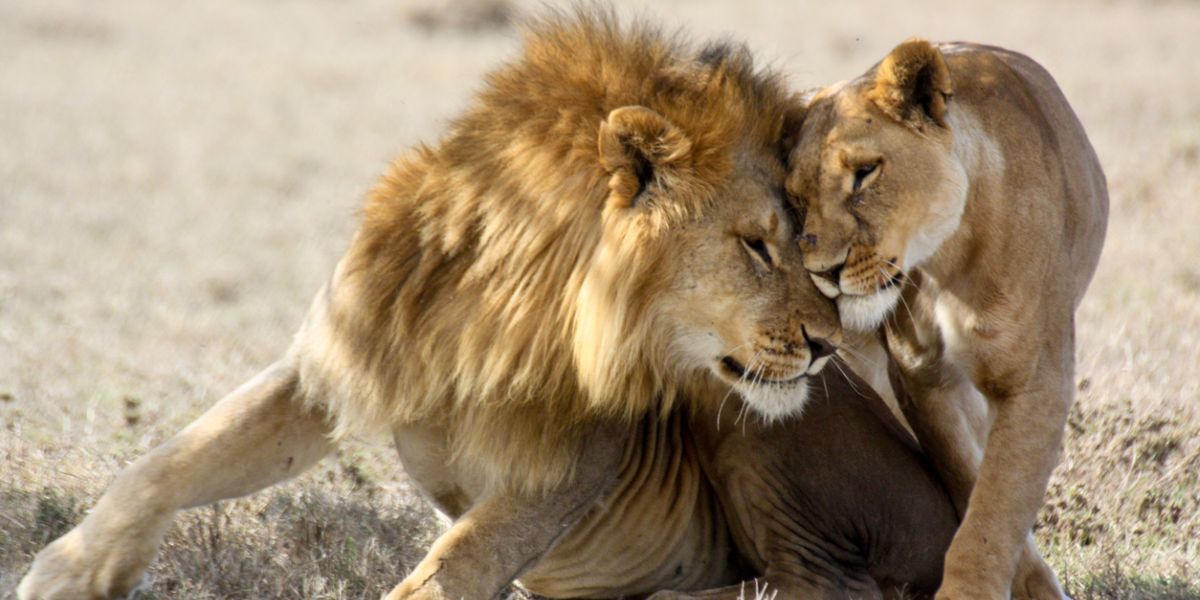 sexo leones explicacion macho hembra