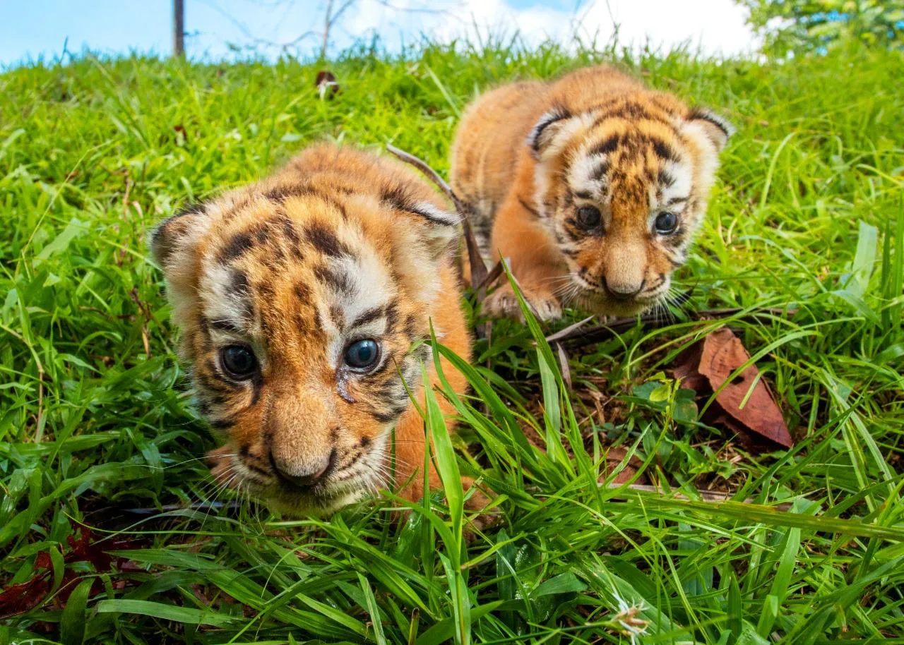 Naya y Kalú, los dos tigres de bengala que al nacer quedaron huérfanos en el Parque Hacienda Nápoles